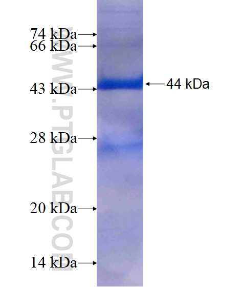 PAICS fusion protein Ag17676 SDS-PAGE PAICS fusion protein Ag17676 SDS-PAGE