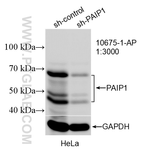 WB analysis of HeLa using 10675-1-AP