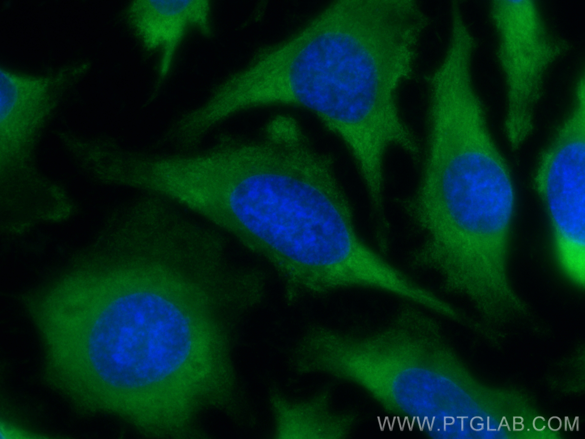 IF Staining of HeLa using CL488-68042