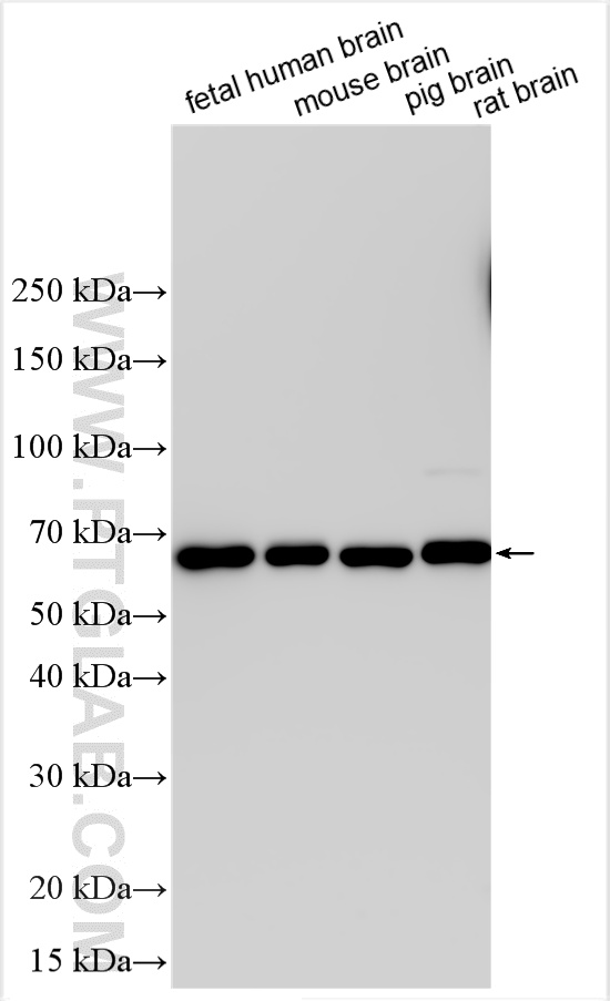 WB analysis using 32848-1-AP