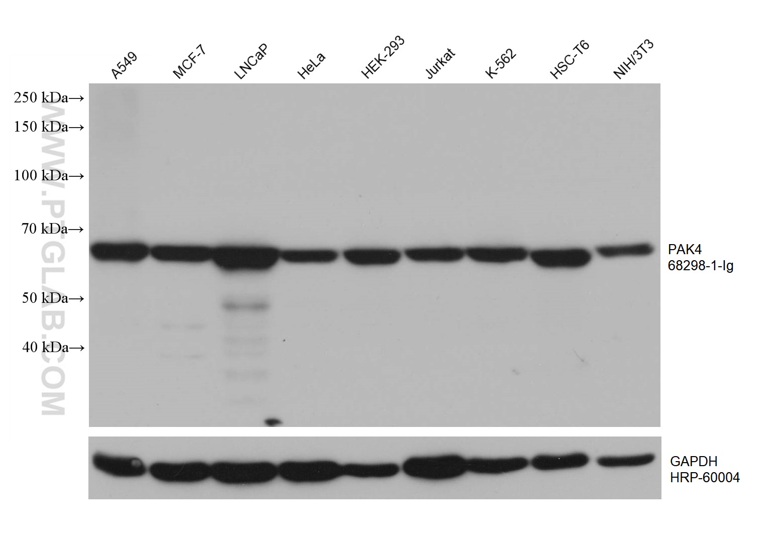 WB analysis using 68298-1-Ig