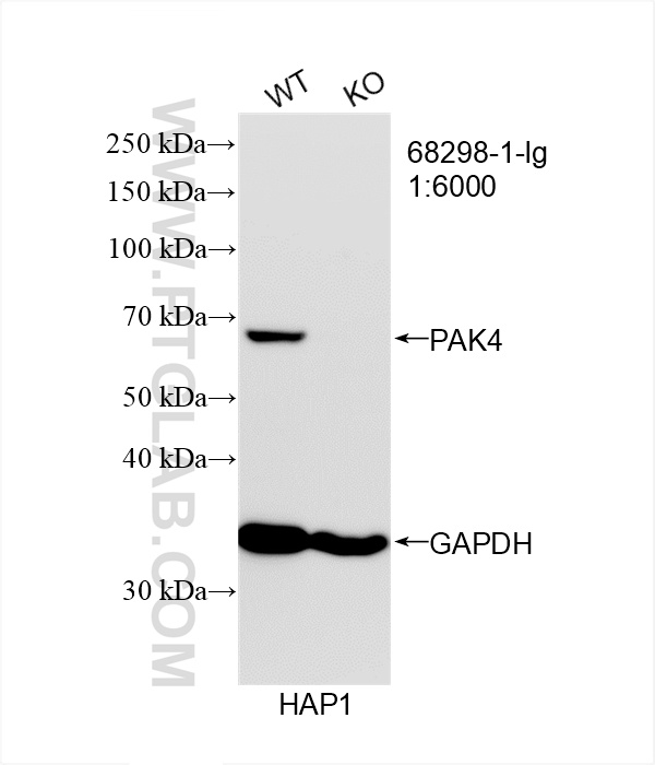 WB analysis of HAP1 using 68298-1-Ig WB analysis of HAP1 using 68298-1-Ig