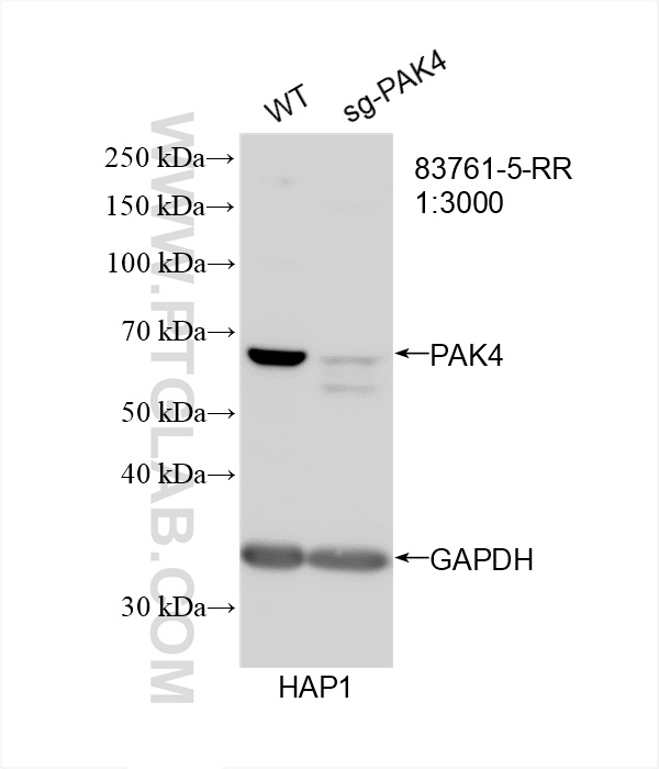 WB analysis of HAP1 using 83761-5-RR (same clone as 83761-5-PBS)