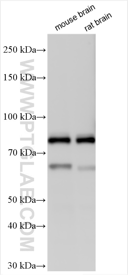 WB analysis using 27847-1-AP