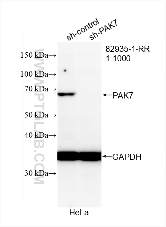 WB analysis of HeLa using 82935-1-RR (same clone as 82935-1-PBS)