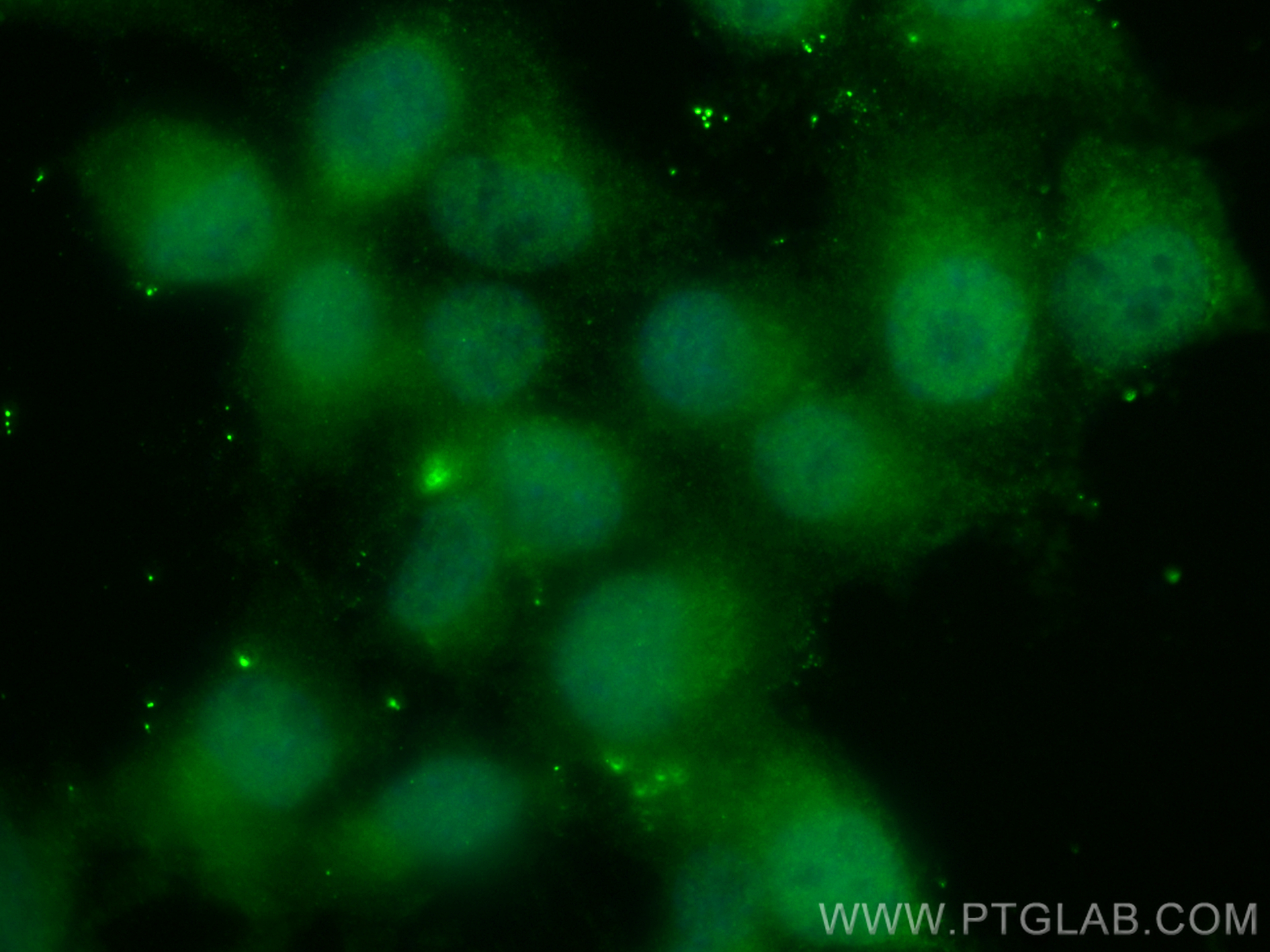 IF Staining of Neuro-2a using CL488-82935