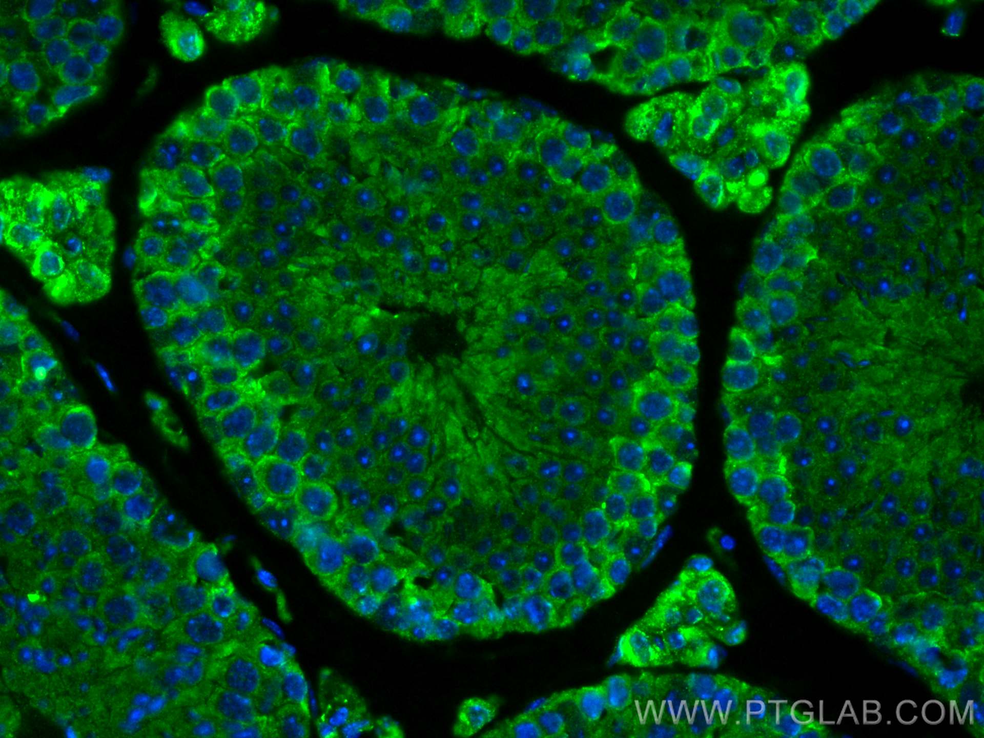 IF Staining of mouse testis using 66601-1-Ig (same clone as 66601-1-PBS)