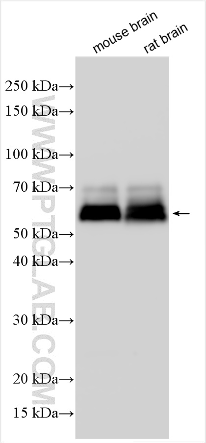 WB analysis using 31637-1-AP