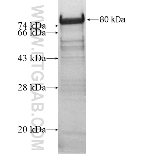 PALM2 fusion protein Ag13471 SDS-PAGE