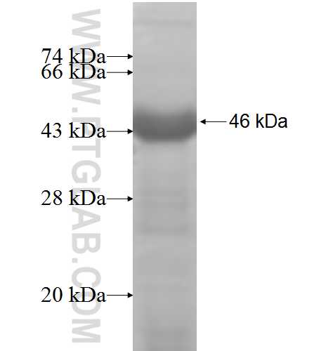 PAM fusion protein Ag7762 SDS-PAGE