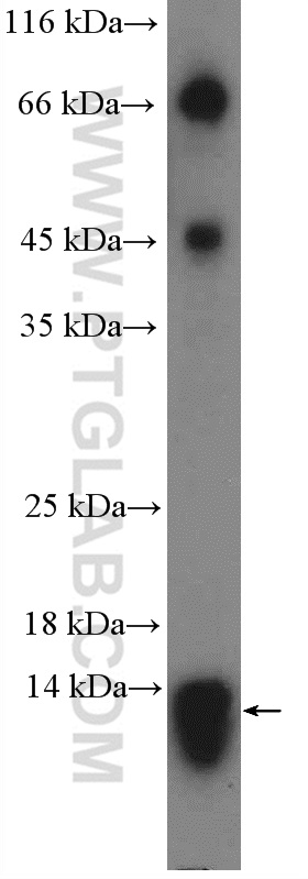 WB analysis of HepG2 using 15321-1-AP