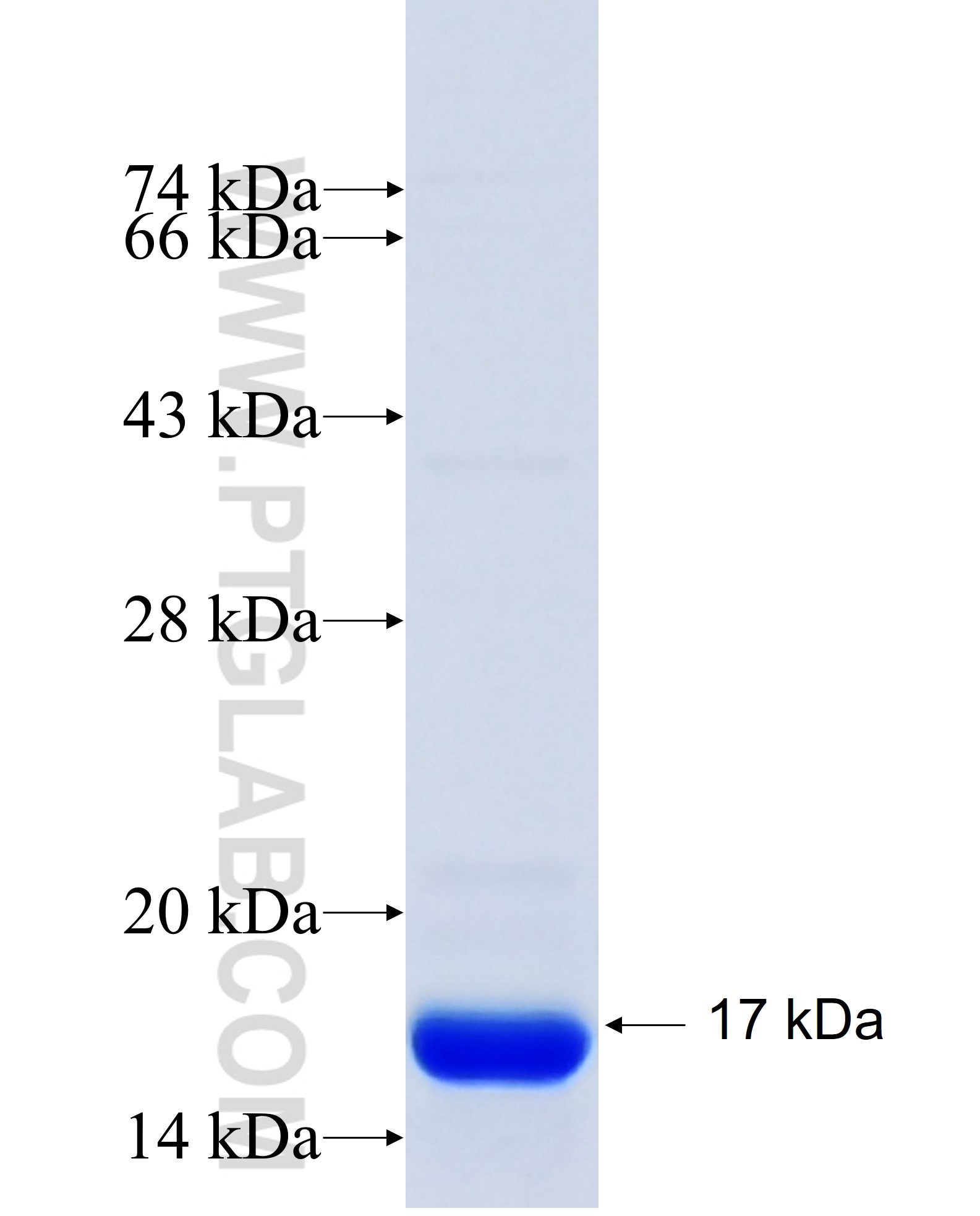 PAM16 fusion protein Ag24771 SDS-PAGE