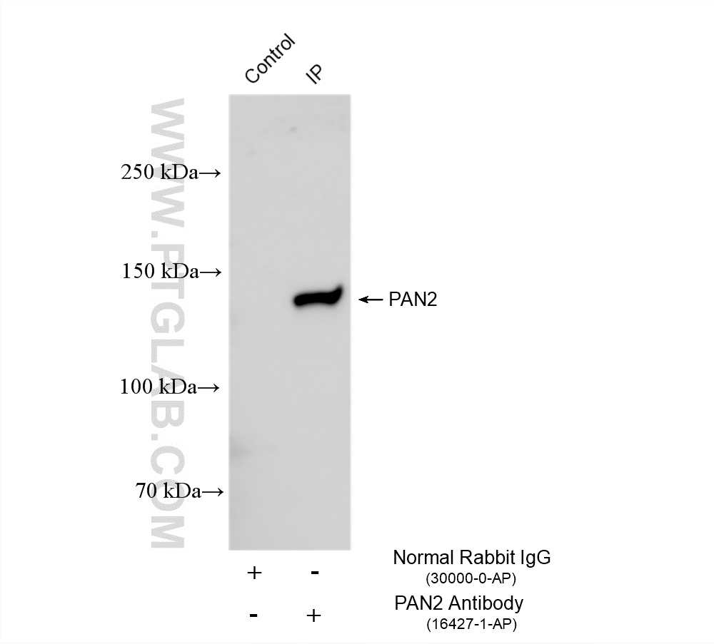 IP experiment of NIH/3T3 using 16427-1-AP