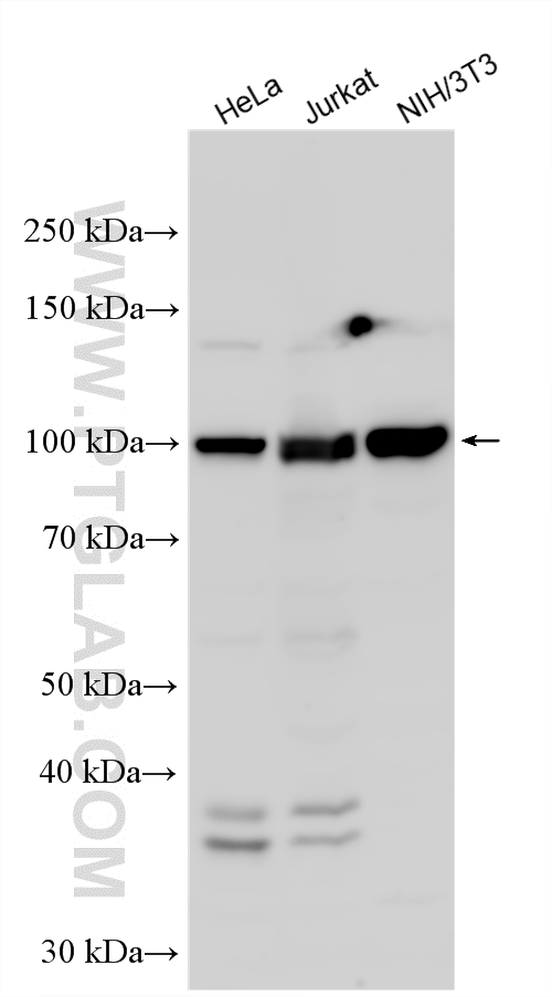 WB analysis using 25655-1-AP