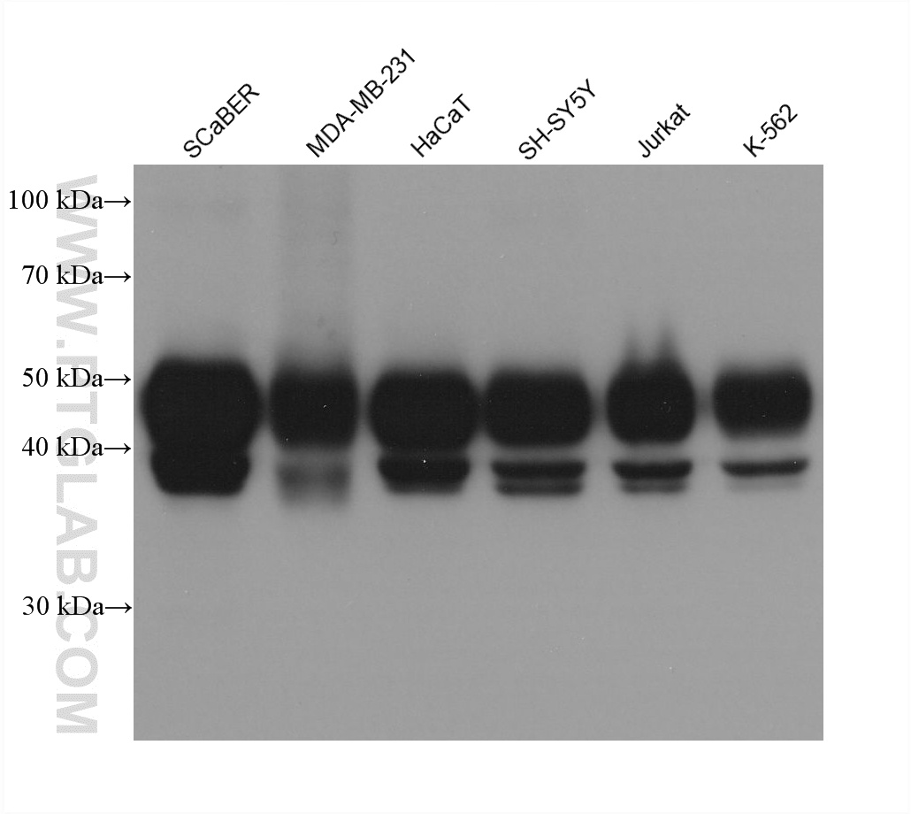 Various lysates were subjected to SDS PAGE followed by western blot with 68873-5-Ig (PANX1 antibody) at dilution of 1:20000 incubated at room temperature for 1.5 hours. WB analysis using 68873-5-Ig