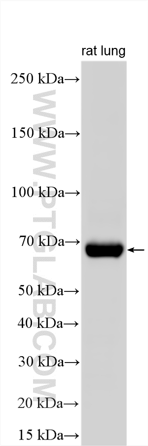 WB analysis using 26604-1-AP