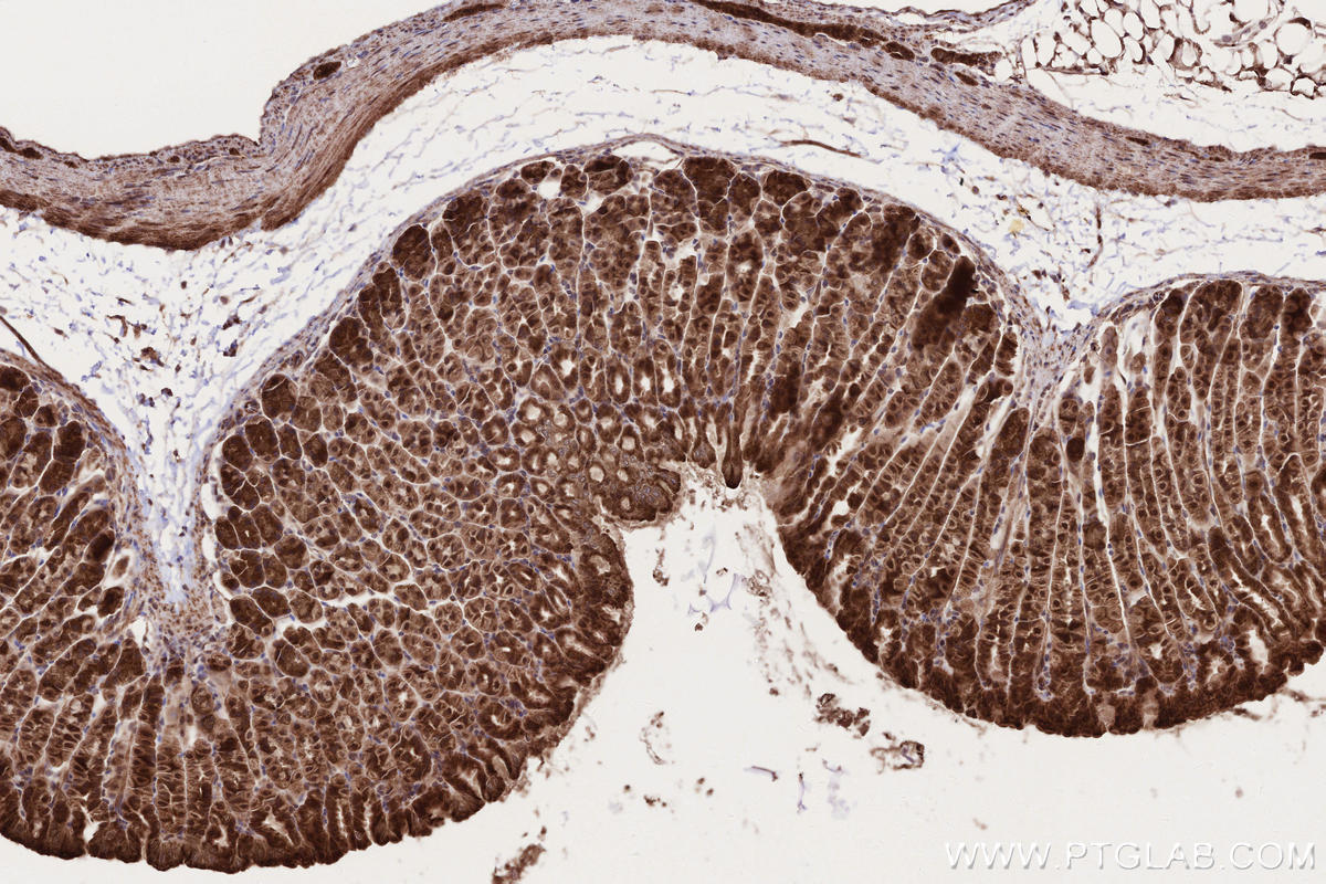 IHC staining of mouse stomach using 55197-1-AP