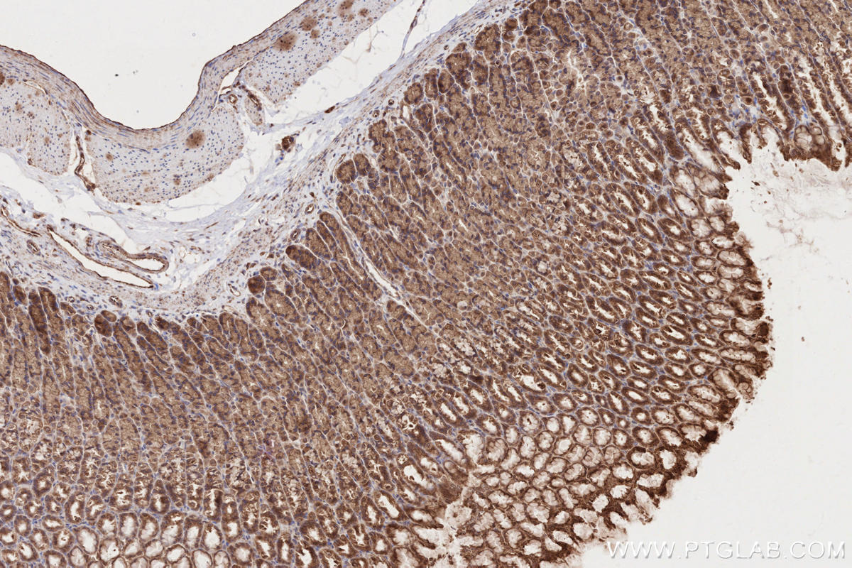 IHC staining of rat stomach using 55197-1-AP