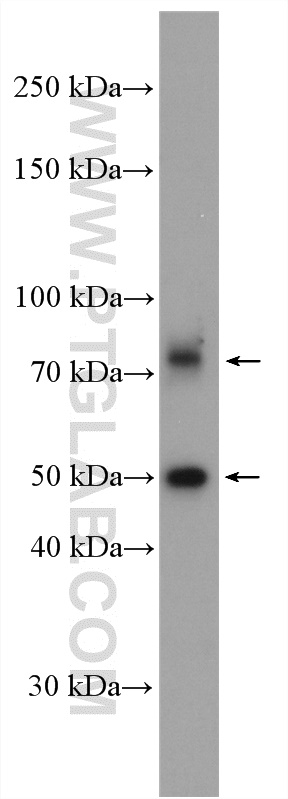 WB analysis of HepG2 using 55197-1-AP