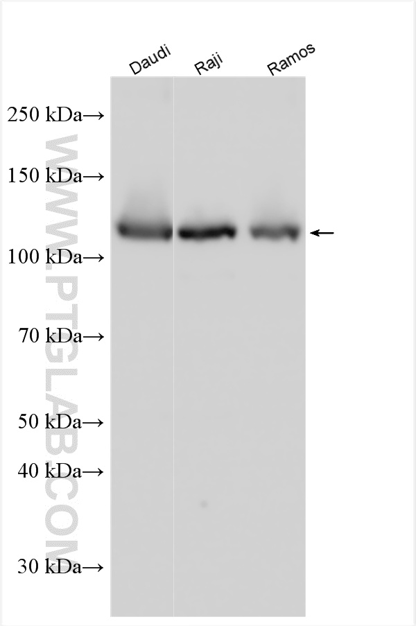 WB analysis using 31937-1-AP