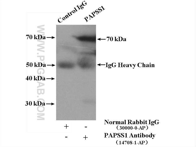 IP experiment of HepG2 using 14708-1-AP