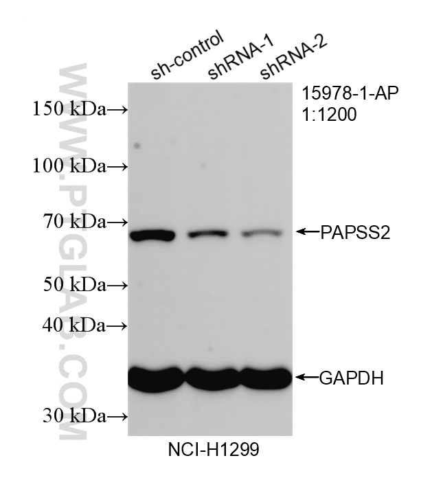 WB analysis of NCI-H1299 using 15978-1-AP