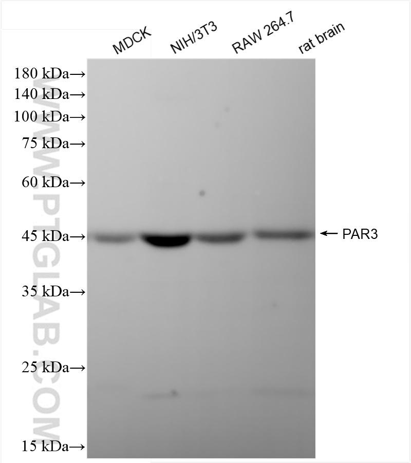 WB analysis using 84593-1-RR