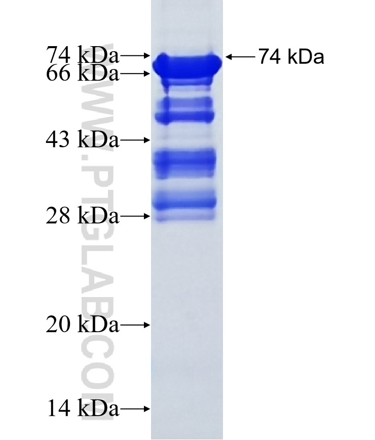 PARD6B fusion protein Ag5083 SDS-PAGE