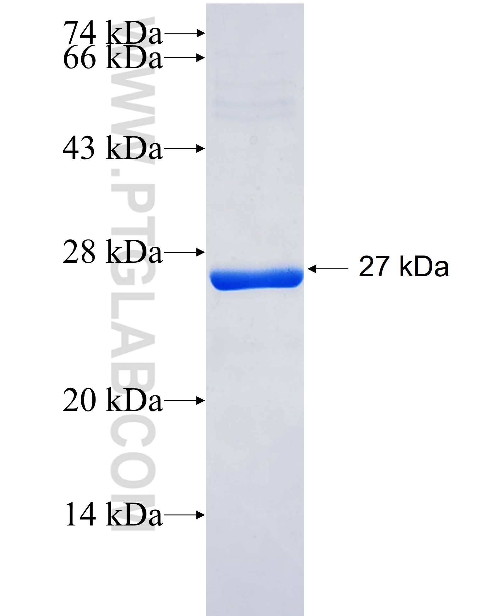 PARK7,DJ-1 fusion protein Ag28526 SDS-PAGE