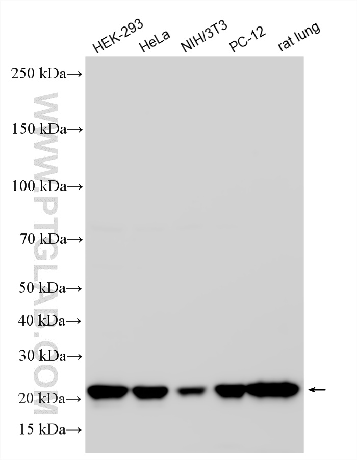WB analysis using RMX00059