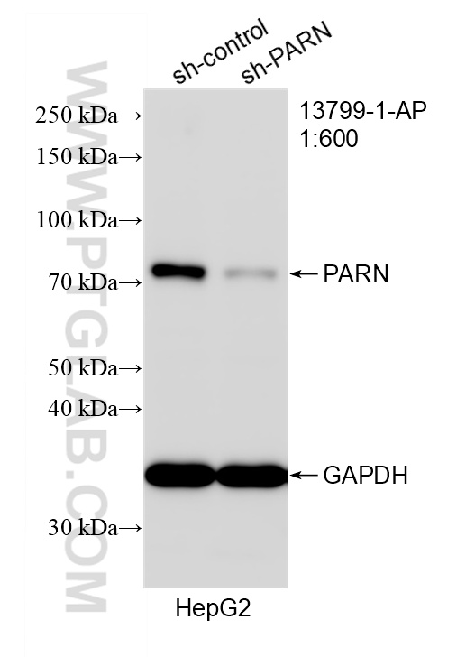 WB analysis of HepG2 using 13799-1-AP