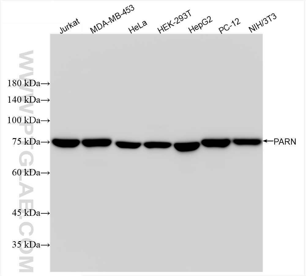 WB analysis using 85408-5-RR (same clone as 85408-5-PBS)