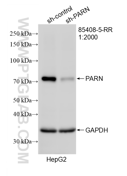 WB analysis of HepG2 using 85408-5-RR WB analysis of HepG2 using 85408-5-RR