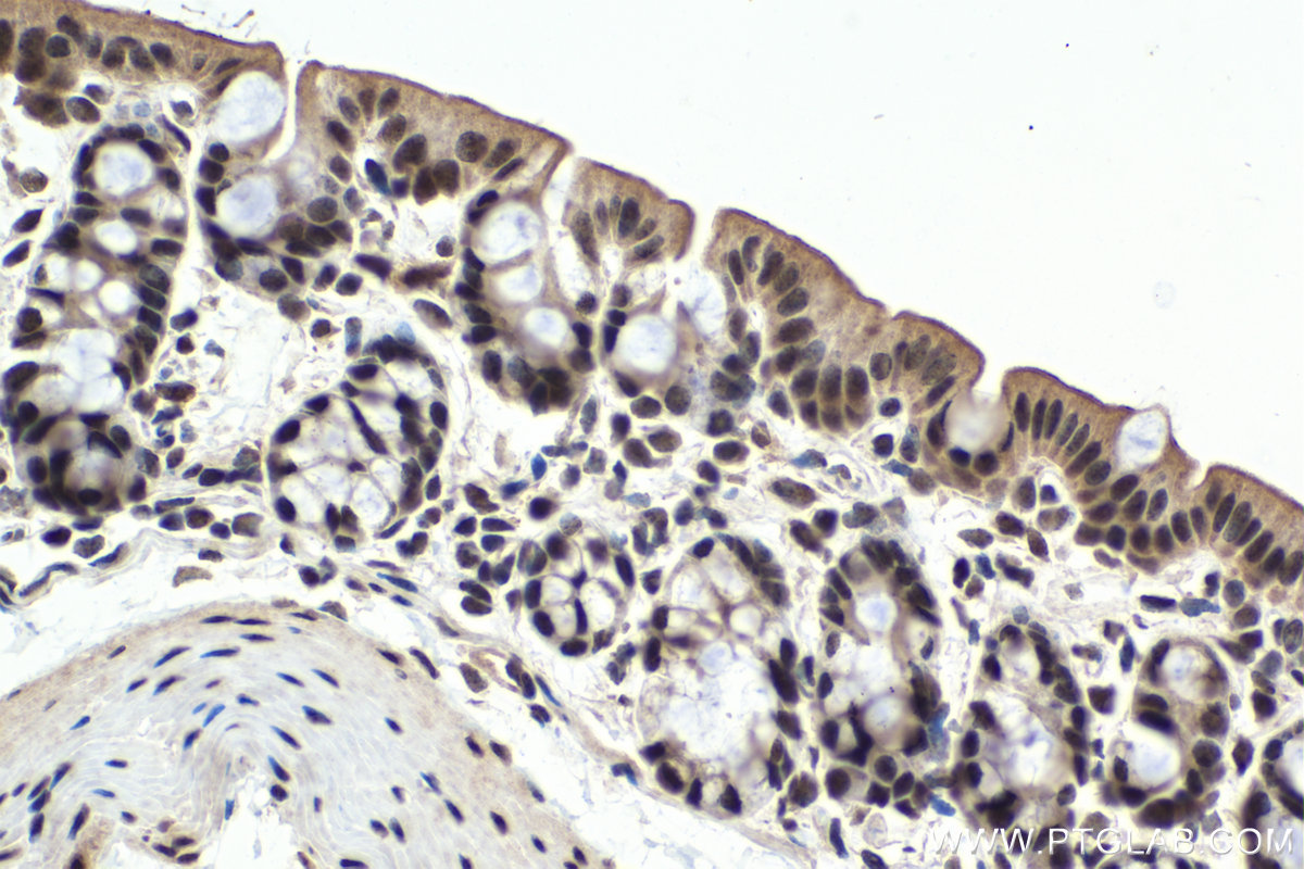 IHC staining of mouse colon using 13371-1-AP