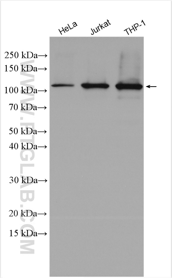 WB analysis using 13371-1-AP