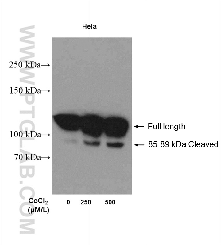 WB analysis of HeLa using 13371-1-AP