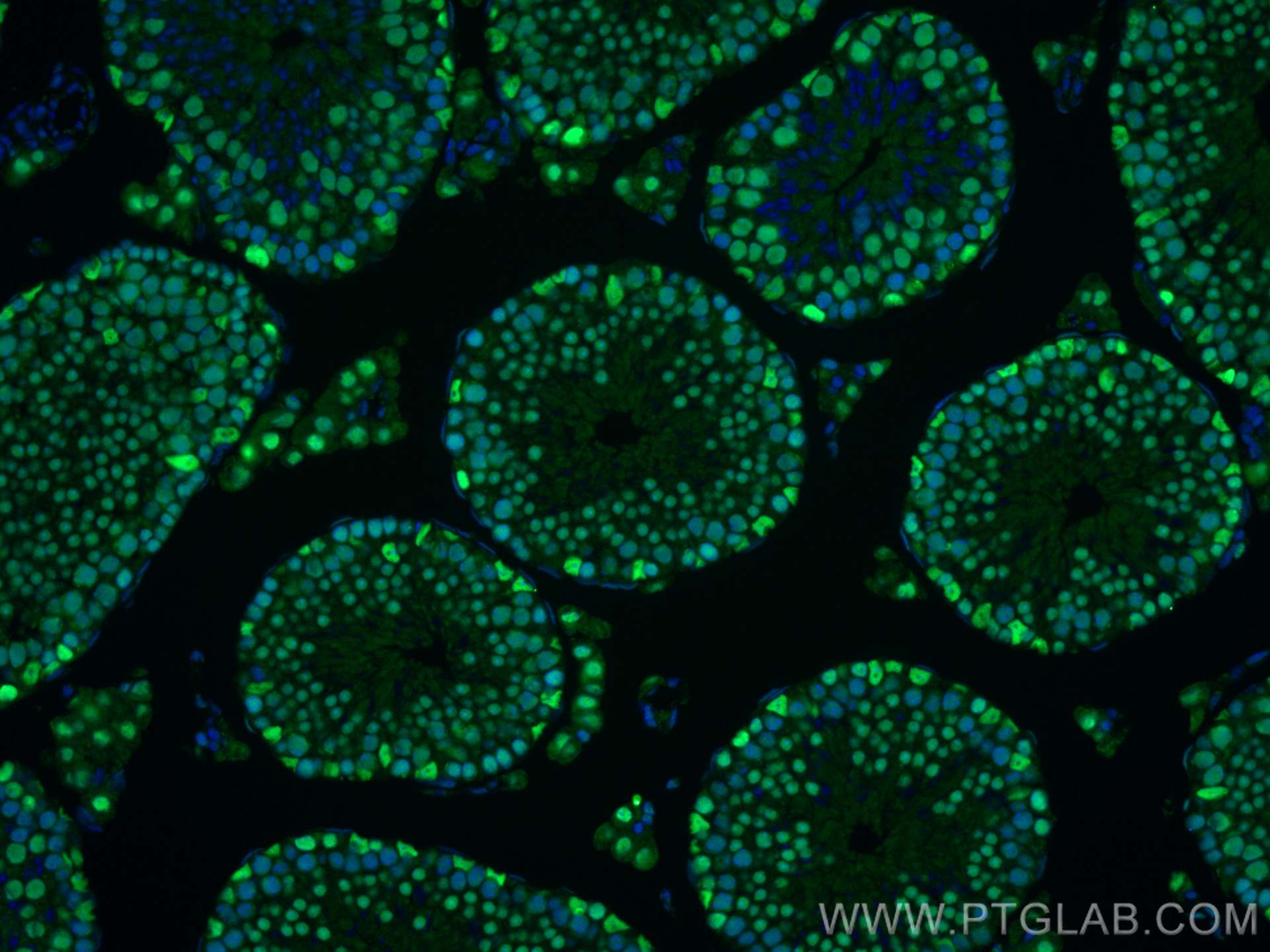 IF Staining of mouse testis using 80174-1-RR (same clone as 80174-1-PBS)