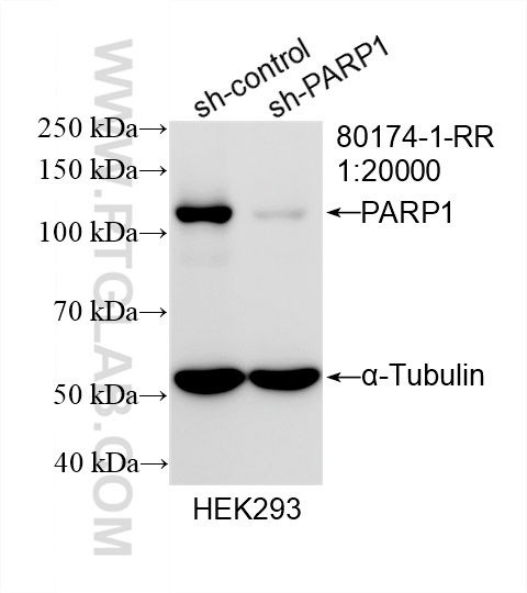 WB analysis of HEK-293 using 80174-1-RR