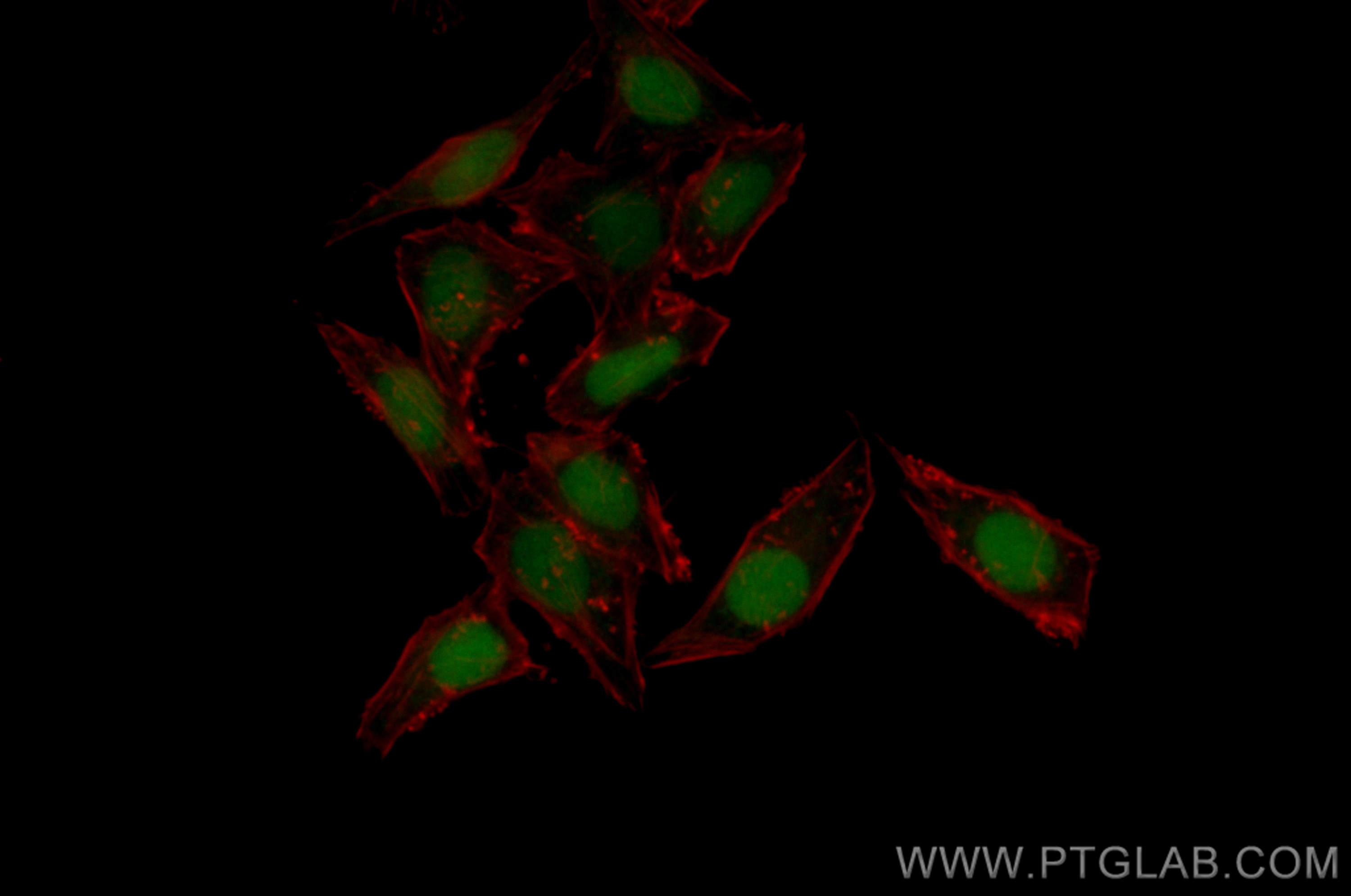 IF Staining of HepG2 using CL488-13371