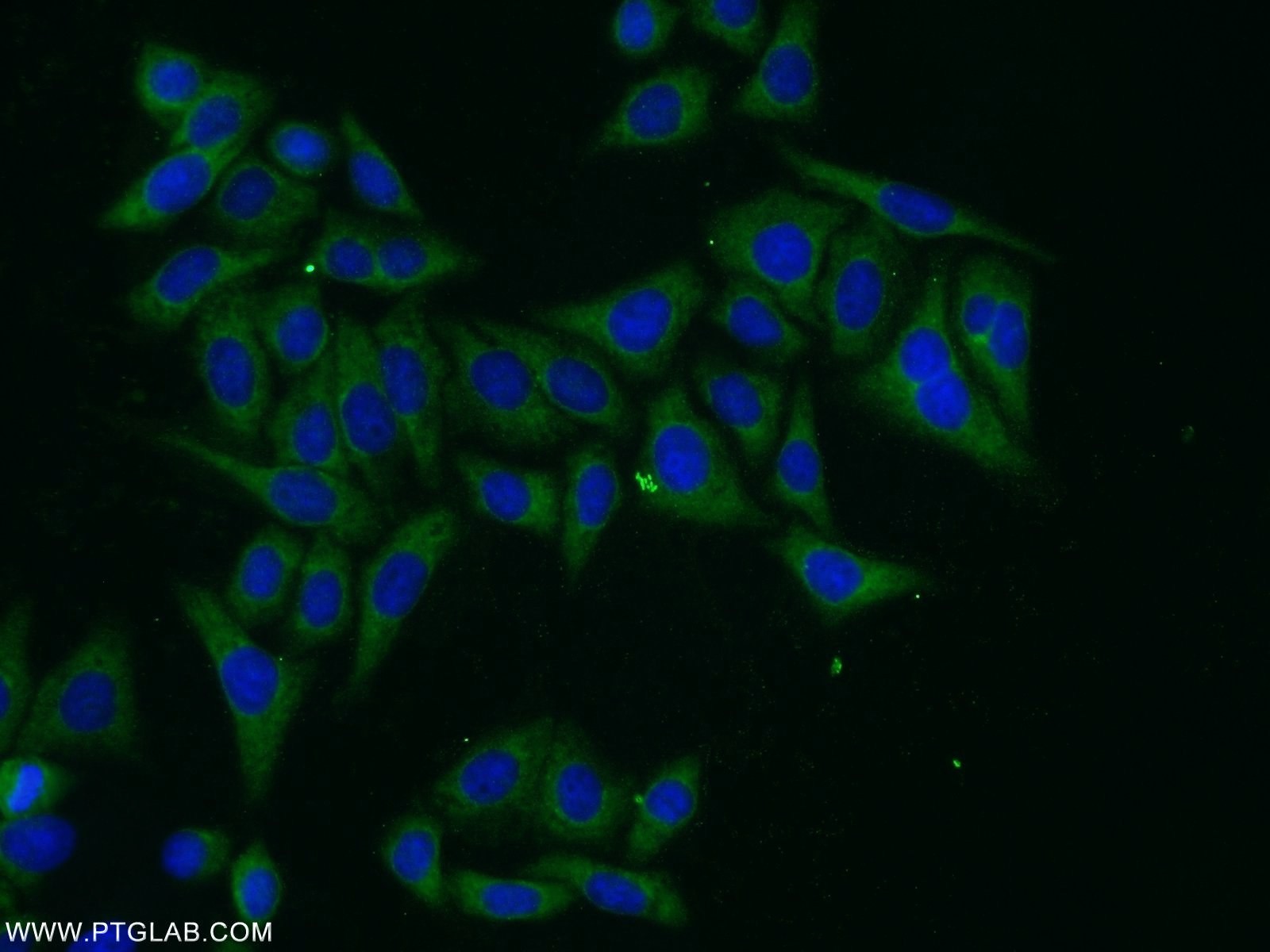 IF Staining of HepG2 using 26072-1-AP