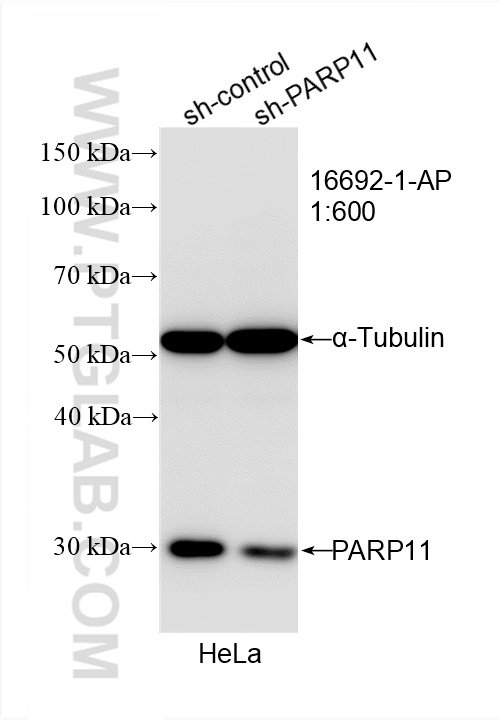 WB analysis of HeLa using 16692-1-AP