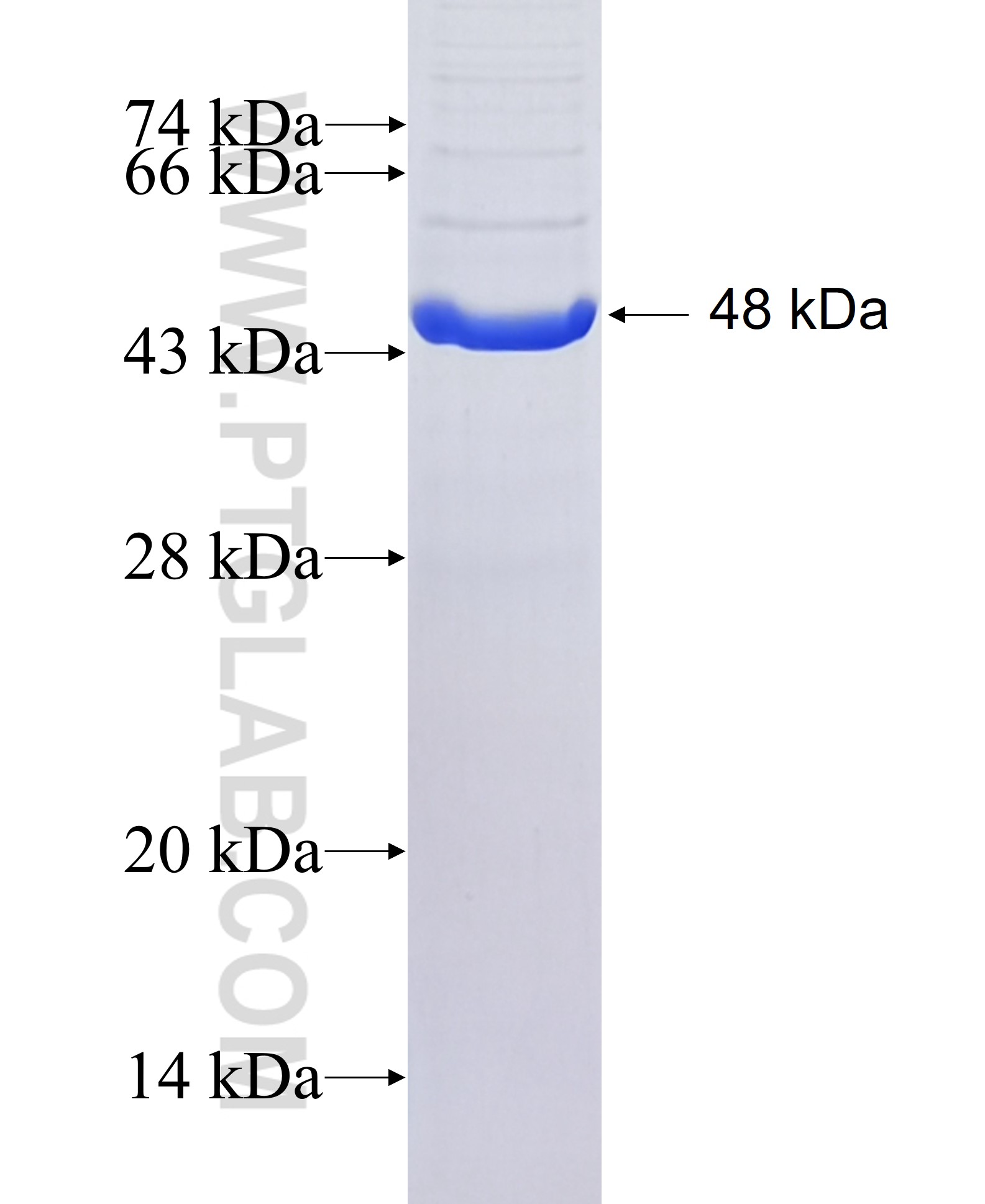 PARP12 fusion protein Ag38760 SDS-PAGE