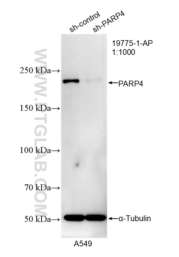 WB analysis of A549 using 19775-1-AP