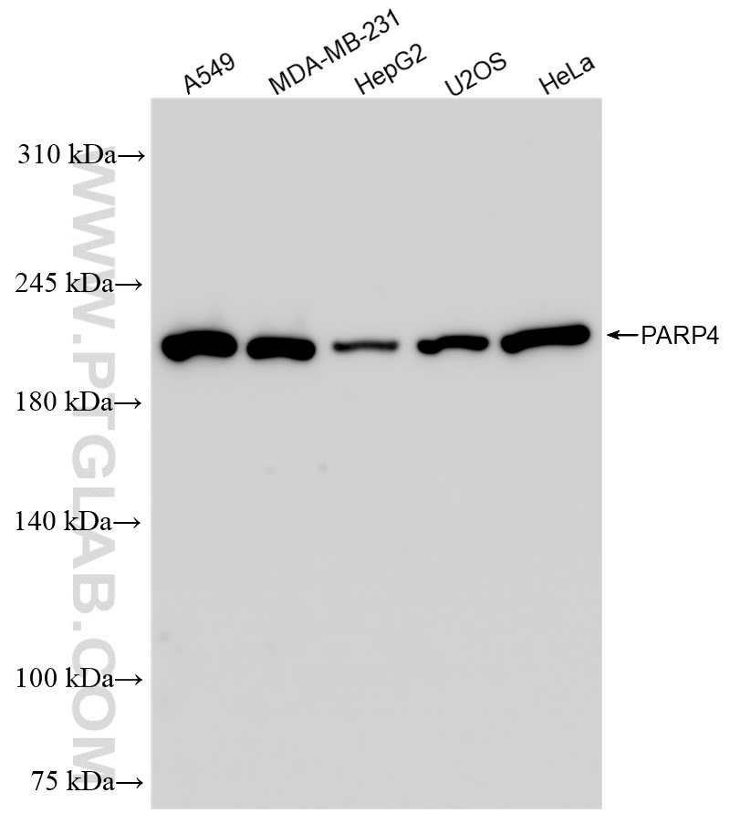 WB analysis using 84001-1-RR