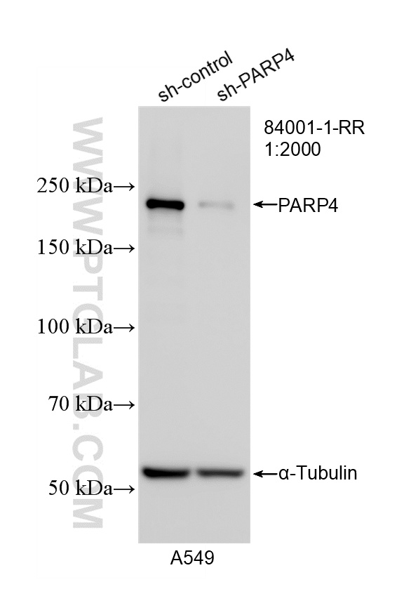 WB analysis of A549 using 84001-1-RR