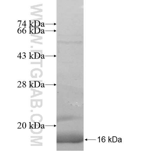 PARP6 fusion protein Ag10645 SDS-PAGE PARP6 fusion protein Ag10645 SDS-PAGE