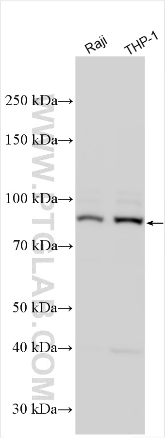 WB analysis using 17535-1-AP