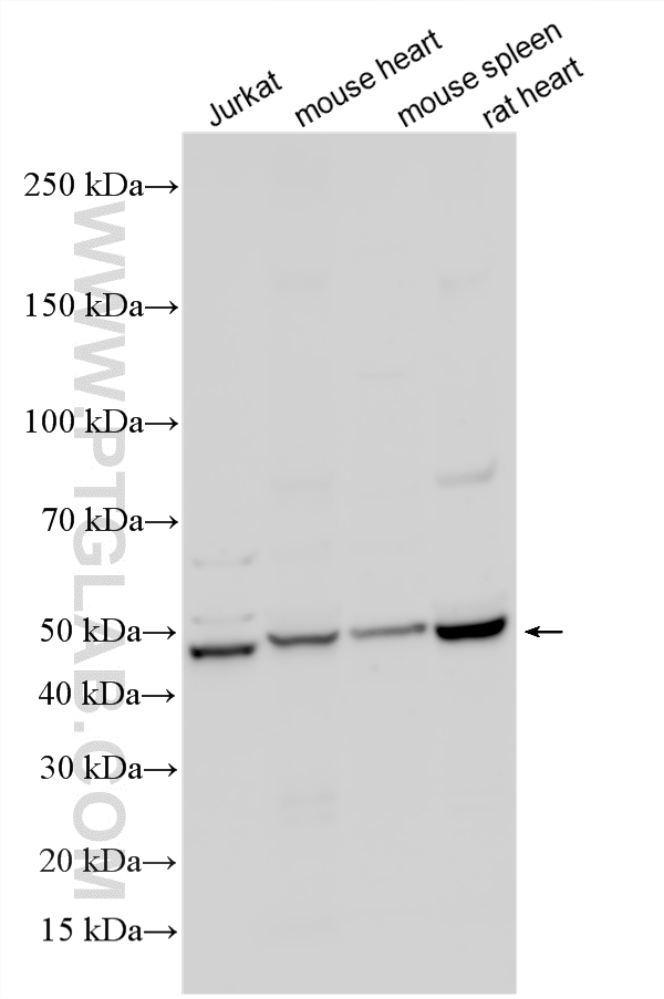 WB analysis using 15864-1-AP WB analysis using 15864-1-AP
