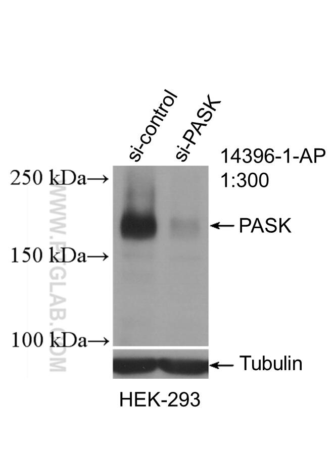 WB analysis of HEK-293 using 14396-1-AP