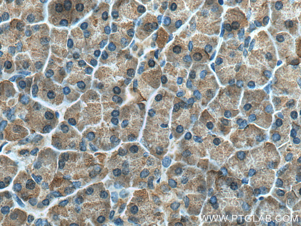 IHC staining of human pancreas using 12600-1-AP